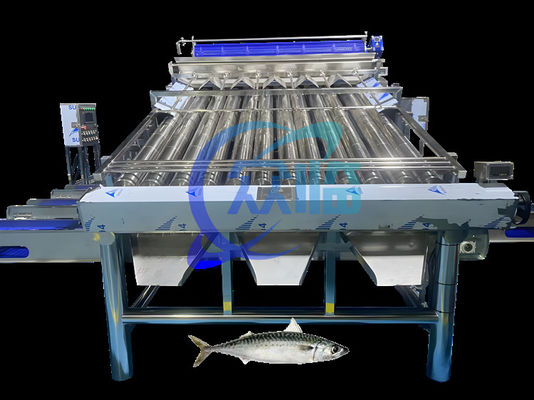 Large Capacity Sardine Sorting Machine Sardine Grading Machine  4.9KW