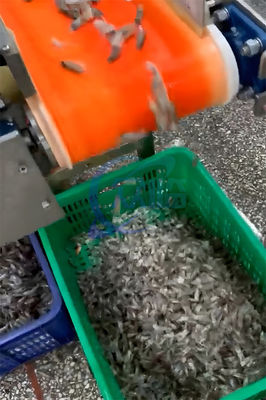 Shrimp Head Separation Machine Shrimp head and shrimp body separator Innovative Seafood Processing Machine