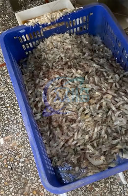 Stainless steel shrimp head removal processing line Shrimp head body separation and sorting machine