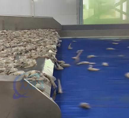 Stainless steel shrimp head removal processing line Shrimp head body separation and sorting machine