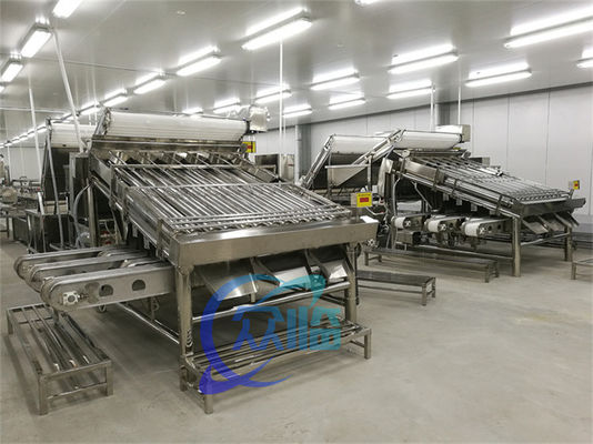 Lobster sorting and grading machine Shrimp grading machine Shrimp sorting machine