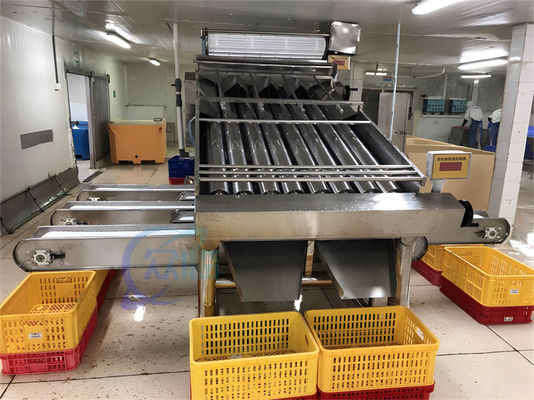 Food grade stainless steel shrimp drum grader small fish sorting machine
