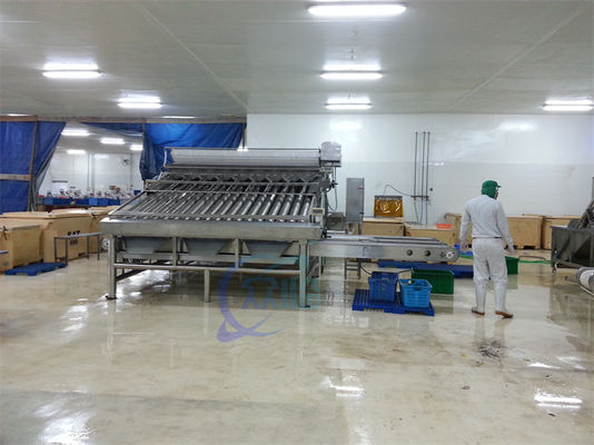 Automated Food Processing Line Fish Sorting Machine Shrimp Cleaning And Sorting Machine
