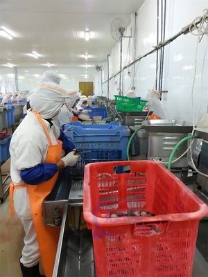 High Precision Sushi Shrimp Open Belly Machine Shrimp Back Cutting Machine