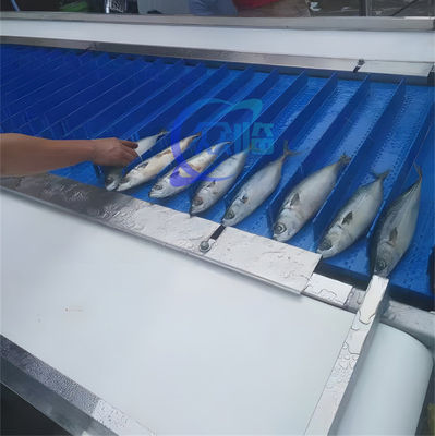 Mackerel Cutting Machine Fish Processing Conveyor Belt Qingzhan Fish Cutting Machine