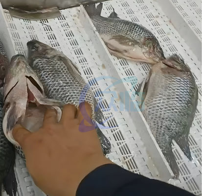 Tilapia cleaning and gutting machine Herring Killing Fish Evisceration and Scaling Machine Fish Open Belly Machine