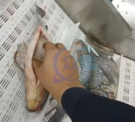 Tilapia cleaning and gutting machine Herring Killing Fish Evisceration and Scaling Machine Fish Open Belly Machine