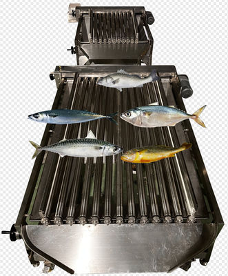 High Quality Automatic Fish Machine And Small Fish Sorting Line With 5-10T/H