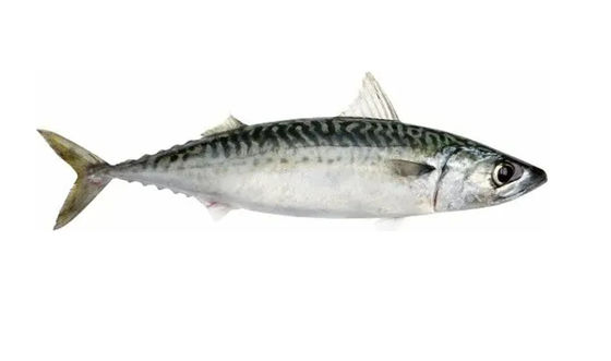Four Styles Automatic Fish Sizing Line And Grading Mackerel Line With High Speed