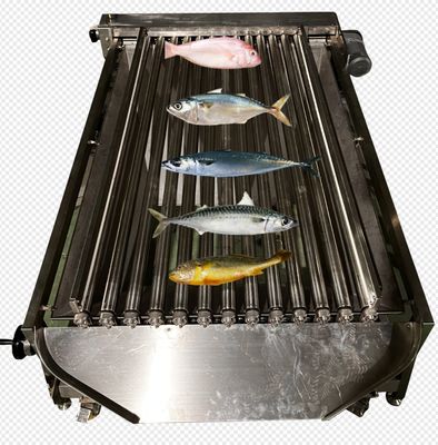 One Complete Set Fish Grading Line For Sorting Many Kinds Ocean Fish