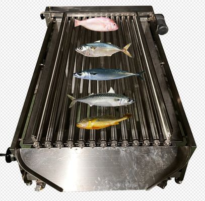 High Speed Automatic Fish Sizing Machine For Grading Many Kinds Ocean Fish
