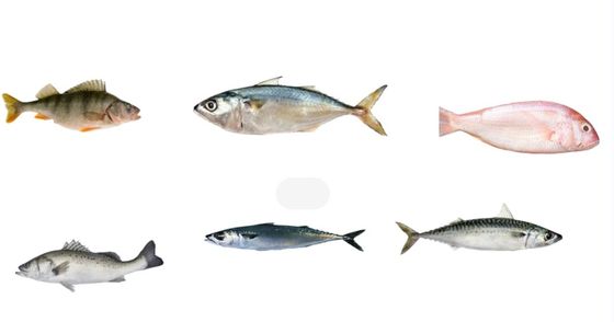 4 Styles Automatic Fish Classifying Machine And Sorting Small Fish Line With 5-10T/H