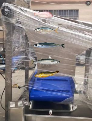 Four Styles Automatic Fish Grading Line And Soring Mackerel Machine