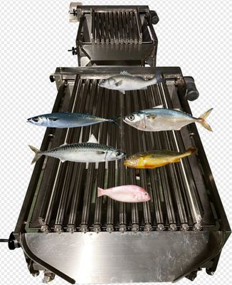 Hot Sale Fish Sizing Machine For Ocean Fish Sorting Machine With 5-10T/H