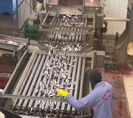 4 Models Automatic Fish Grader And Sorting Small Fish Line With 5-10T/H
