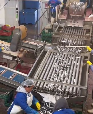 4 Styles Automatic Fish Classifying Machine And Sorting Small Fish Line With 5-10T/H