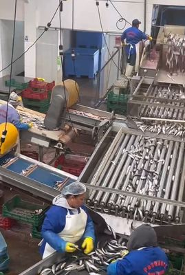 High Quality Automatic Fish Machine And Small Fish Sorting Line With 5-10T/H