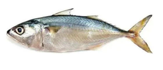 Four Models Automatic Fish Classifying Machine And Soring Ocean Fish High Qutality