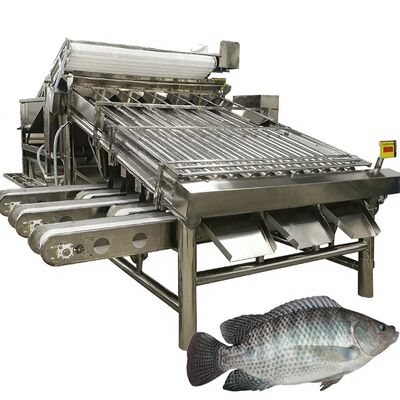 قیمت خوب دستگاه طبقه بندی تایلپیا با بهره وری بالا 4.9kw Fish Roller Sorter Mackerel Sorting Machine تجهیزات اندازه گیری رولر ماکرل برای غذاهای دریایی آنلاین