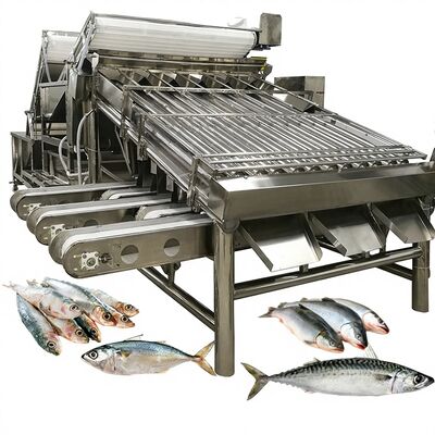قیمت خوب ماشین دسته بندی و طبقه بندی آوتوماتیک بزرگ ساردین با رول ها ماشین اندازه گیری ماهی 4.9KW آنلاین