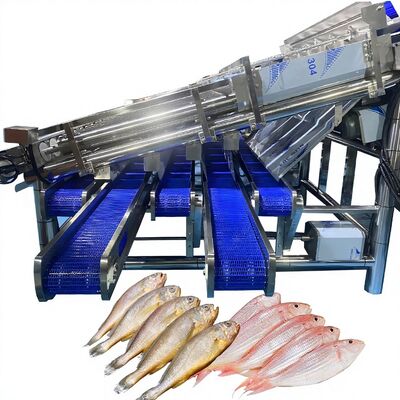 قیمت خوب ماشین اندازه گیری ساردین با تولید بزرگ با 12 رولر خط طبقه بندی خودکار ساردین ماهی رولر ماشین دسته بندی ماهی آنلاین