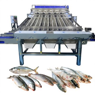 قیمت خوب 18pcs رولر SS304 ماشین دسته بندی ماهی کوچک خط دسته بندی ماهی کوچک ماشین اندازه گیری ماهی رولر ماهی آنلاین