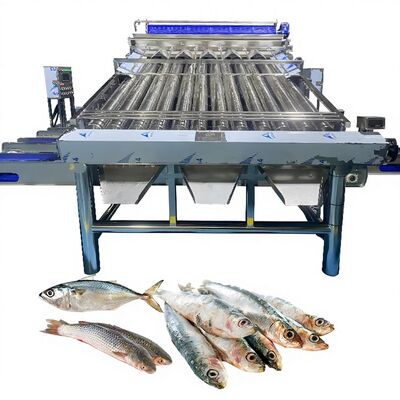 قیمت خوب ماشین دسته بندی پلاستیکی Saury ماشین دسته بندی زرد Croaker ماشین دسته بندی ماهی Zolim ماشین دسته بندی ماهی برای ماهی کارخانه ماهی دسته بندی آنلاین