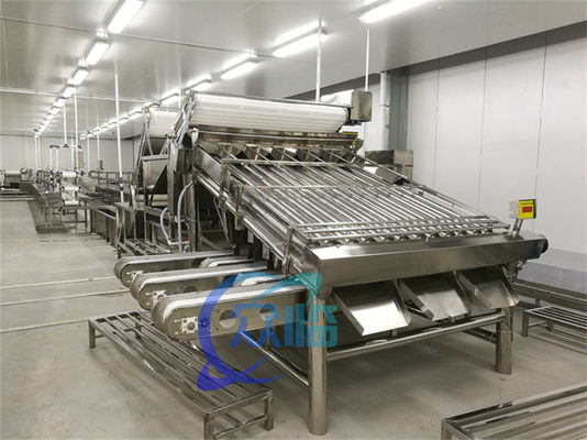 Efficient Small Fish Grader Machine Mackerel Grading System Large Capacity 5T/H