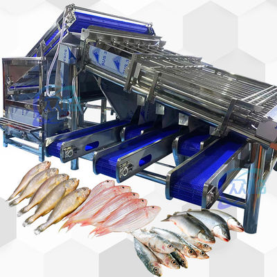 قیمت خوب ظرفیت بزرگ ماشین کوچک ماهی کوچک ماهی طبقه بندی ثبات بالا آنلاین