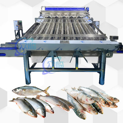 قیمت خوب ماشین دسته بندی کانویر پلاستیکی Saury Yellow Croaker آنلاین