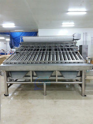 Production line of integrated shrimp and fish cleaning machine Customized large drum shrimp grading machine