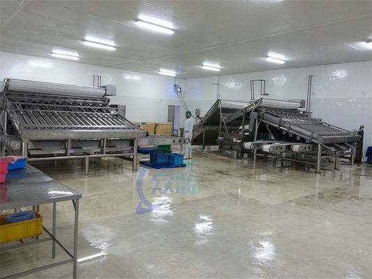 Automated Food Processing Line Fish Sorting Machine Shrimp Cleaning And Sorting Machine