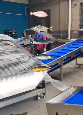 4 Styles Automatic Fish Classifying Machine And Sorting Small Fish Line With 5-10T/H