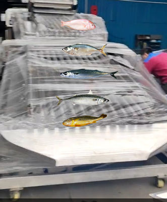 Four Styles Automatic Pelagic Fish Classifying Line And Sorting Small Fish Line