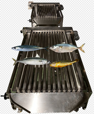 Four Models Automatic Fish Sizing Machine And Soring Yellow Croaker High Stable