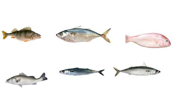 High Quality PLC Control Fish Grading Line For Sorting Small Fish With Automatic