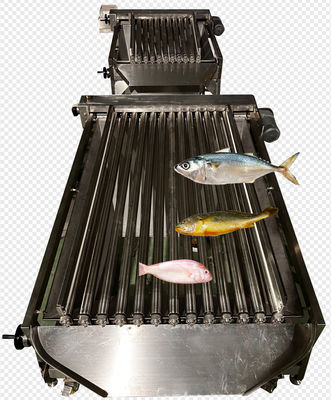 High Speed Automatic Fish Sizing Machine For Grading Many Kinds Ocean Fish