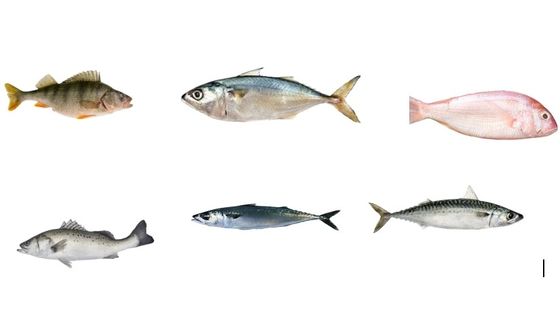 Four Styles Automatic Pelagic Fish Classifying Line And Sorting Small Fish Line