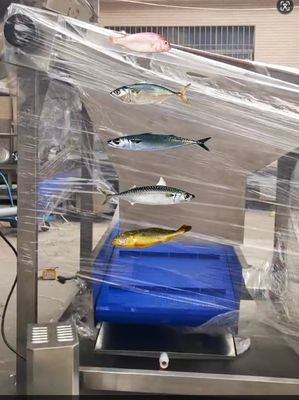 4 Styles Automatic Fish Classifying Machine And Sorting Small Fish Line With 5-10T/H