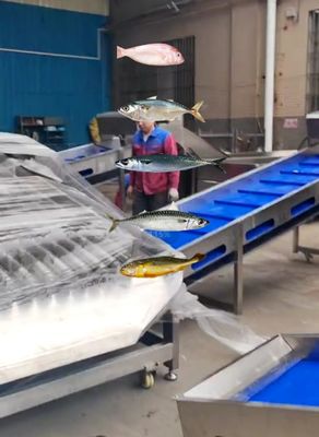 Four Styles Automatic Fish Grading Line And Soring Mackerel Machine
