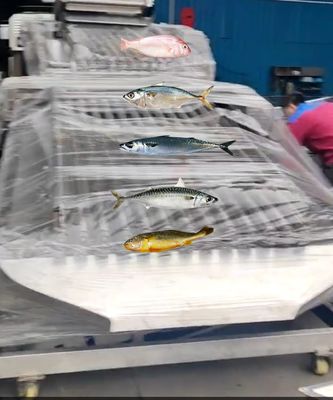 Four Styles Automatic Fish Grading Line And Soring Mackerel Machine