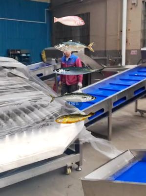 Hot Sale Fish Sizing Machine For Ocean Fish Sorting Machine With 5-10T/H