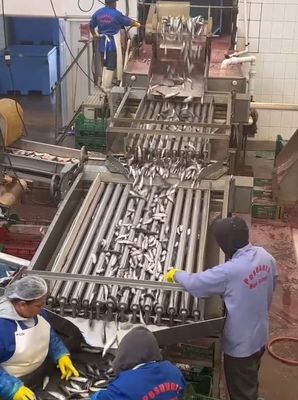Four Models Automatic Fish Processing Line And Sorting Small Fish Line With 5-10T/H