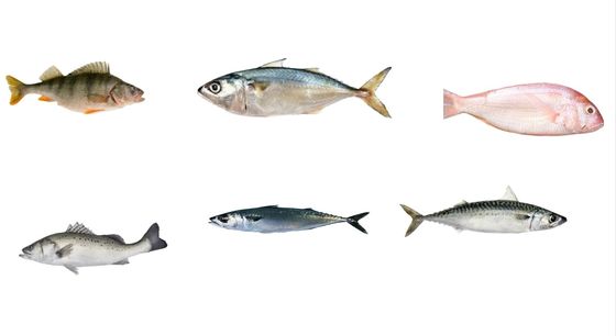 Four Styles Automatic Fish Sizing Line And Grading Mackerel Line With High Speed