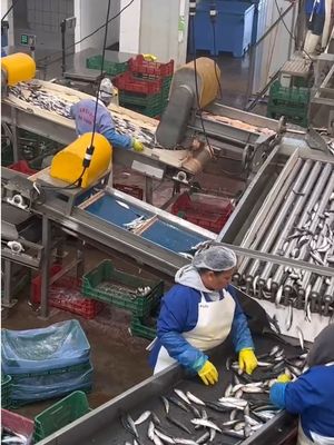 Four Styles Automatic Fish Sizing Line And Grading Mackerel Line With High Speed