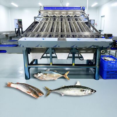 قیمت خوب استیل 304 غلتکی دسته‌بندی ماهی Croaker Grader Zolim دستگاه مرتب‌سازی ساردین ماهی خال مخالی دستگاه اندازه‌گیری ماهی کوچک آنلاین