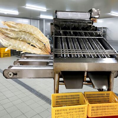 قیمت خوب 4.9KW رولر Shrimp Sorter SUS304 Shrimp Grading Machine Zolim اتوماتیک Shrimp Grader بهترین ماشین اندازه گیری خرچنگ برای غذاهای دریایی آنلاین